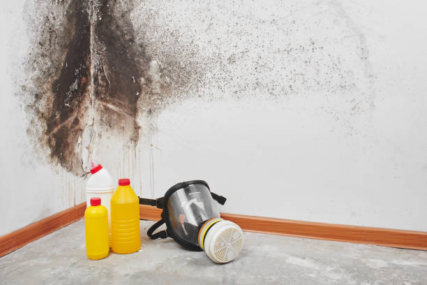 Trusted Odessa, TX Mold Removal Experts