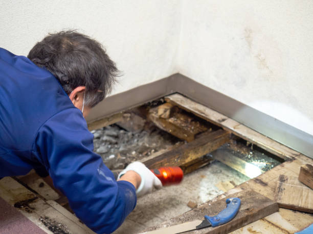 Best Commercial Mold Removal  in Odessa, TX