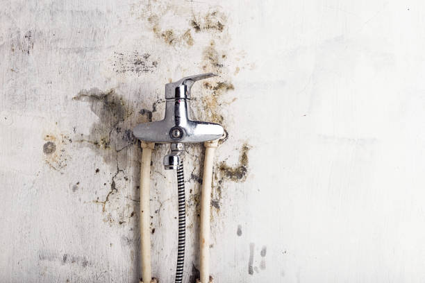 Professional Mold Removal in Odessa, TX