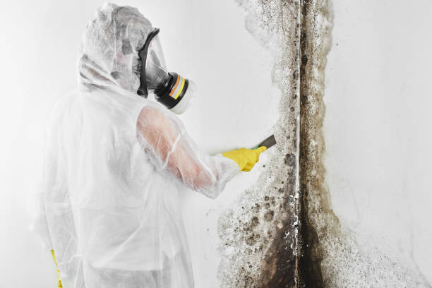 Mold Removal Process in Odessa, TX
