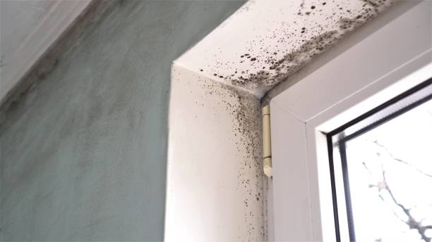 Best Crawl Space Mold Removal  in Odessa, TX