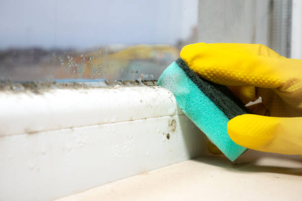 Best Mold Inspection  in Odessa, TX