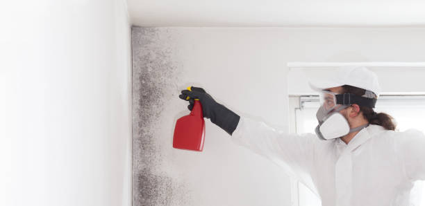 Best Home Mold Removal  in Odessa, TX