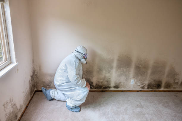 Best Professional Mold Removal  in Odessa, TX