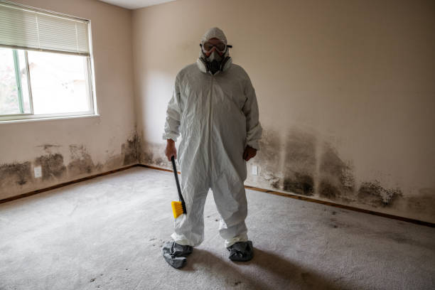 Office Mold Removal Services in Odessa, TX