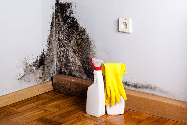 Best Black Mold Removal  in Odessa, TX