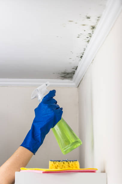Best Same-Day Mold Removal  in Odessa, TX